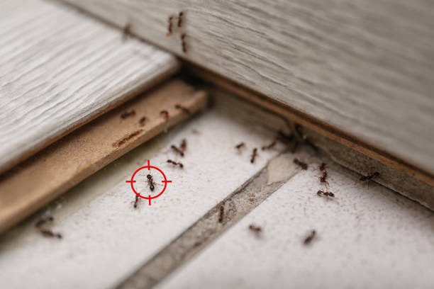 Reliable Taos Pueblo, NM Pest Control Solutions