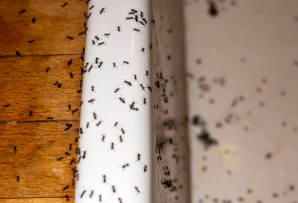 Best Flea Control Services  in Taos Pueblo, NM