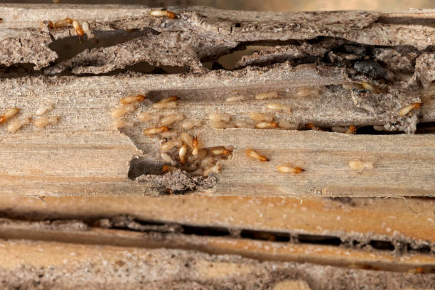 Best Wasp Removal Services  in Taos Pueblo, NM