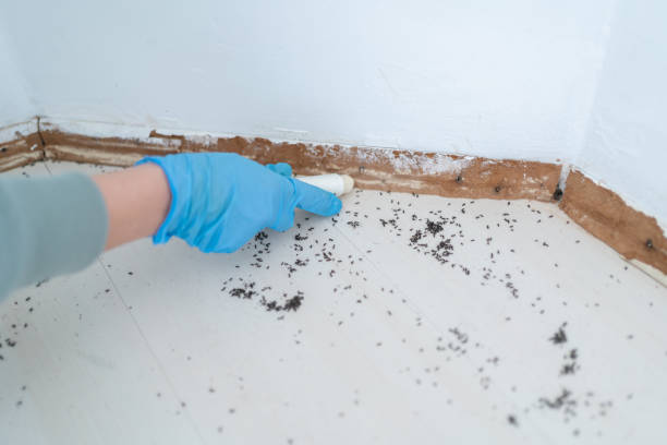 Insect Control in Taos Pueblo, NM